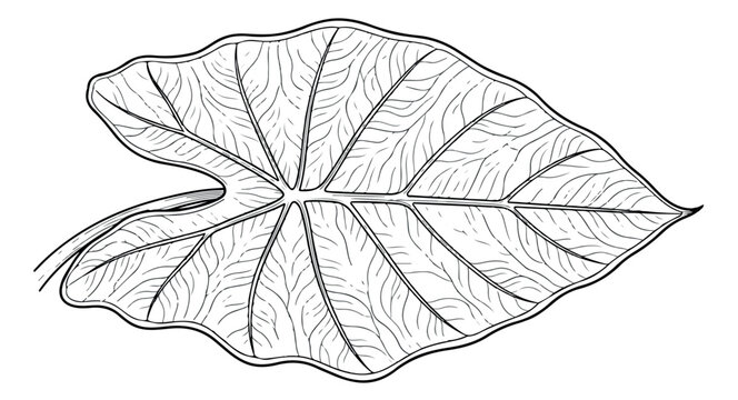 Vintage botanical alocasia leaf illustration, hand drawn tropical foliage line art, black and white exotic plant leaf vector for nature design