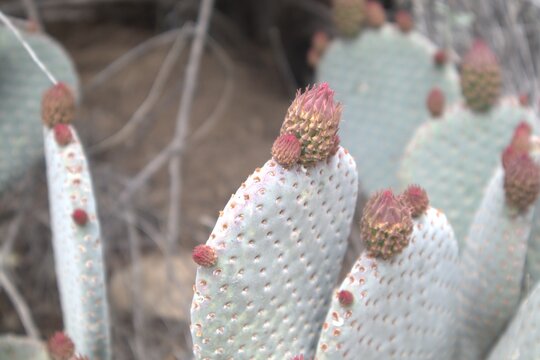 Beavertail cactus with pink buds, Joshua Tree National Park