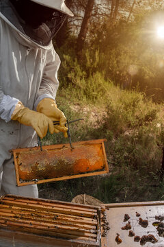 Beekeeper holding honeycomb frame in warm evening sunlight