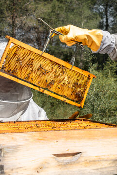 Close-up of a honeycomb frame with perfectly formed yellow hexagonal wax cells covered by honeybees, held securely with a beekeeper's frame grip during hive inspection in an outdoor apiary