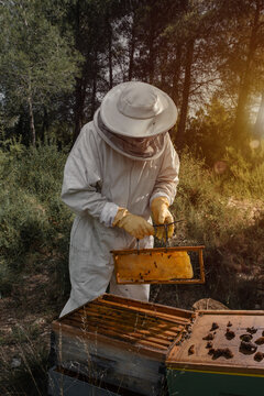 Beekeeper returning honeycomb frame to hive in evening sunlight
