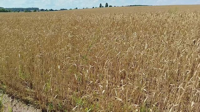 Scenic view of a wide golden wheat field under a blue sky with green trees on the horizon. Cereal harvest, rural nature landscape, farming industry.