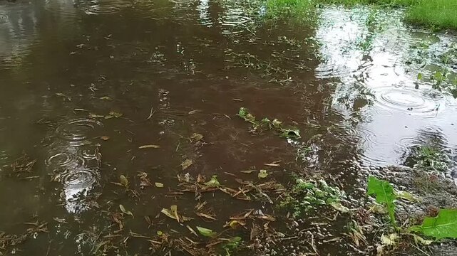 Rainwater ripples and puddles forming on wet ground with green grass during a rainfall. Storm weather, summer rain, natural environment view.