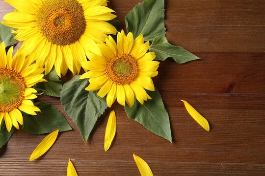 Beautiful bright sunflowers and petals on wooden background, flat lay