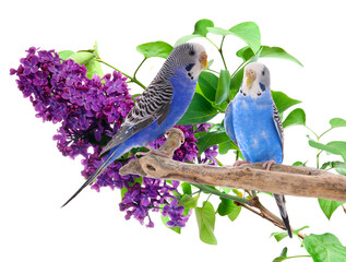 Obraz premium Bright parrots on branch of blooming lilac tree, transparent background