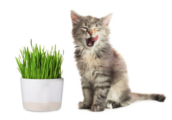 Cute cat and pot of young grass on white background. Care for indoor pet © New Africa