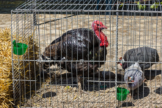 Turkey bird in a cage and guinea fowl in another cage in agricultural fair