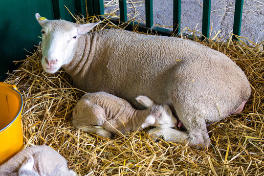 Young lamb suckling milk from ewe inside agricultural farm