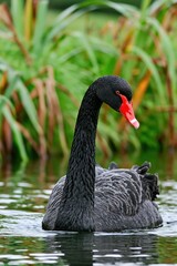 Fototapeta premium Majestic New Zealand Black Swan Gliding Gracefully Across Tranquil Waters