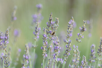 A bee collects nectar from a lavender flower in a field © saprygins