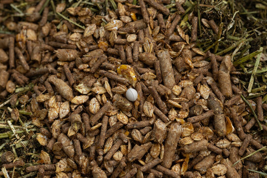 Horse Feed Mix with a tablet in the centre. Equine Cushing's Disease medication for horses and ponies with Cushing's. Equestrian care. 