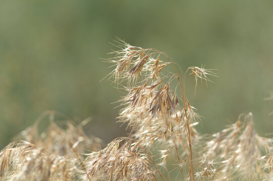 Downy brome grass heads close-up in golden sunlight, natural blurred background