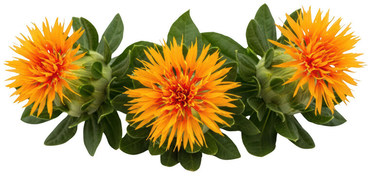 Vibrant safflower png Bright safflower flower png Orange safflower bloom png isolated transparent background image