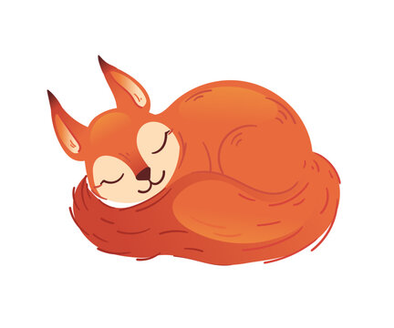 Sweet little red squirrel sleeping curled up in a ball. Cute cartoon forest animal with closed eyes and fluffy tail. Flat design element. Vector illustration isolated on white background.