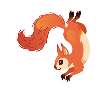 Cute red squirrel sitting and looking back. Sweet cartoon forest animal with big curved fluffy tail and long ears. Flat design element. Vector illustration isolated on white background.