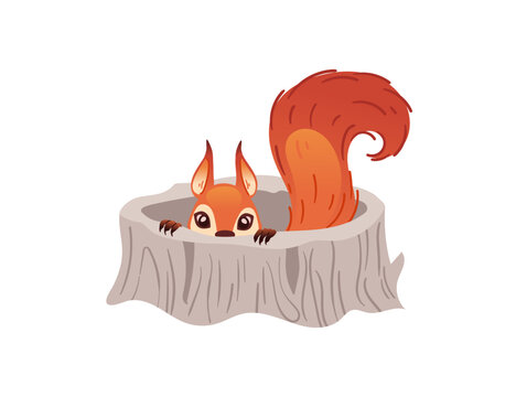 Cute red squirrel sitting and holding a brown acorn. Sweet cartoon forest animal with big fluffy tail and tiny paws. Flat design element. Vector illustration isolated on white background.