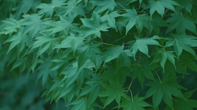 Green maple twig