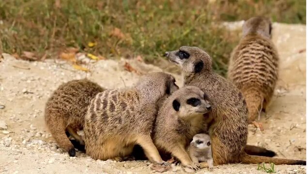 meerkat on guard
