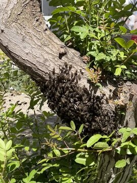 Tangier, Morocco &ndash; May 4, 2026: Hundreds of honeybees cluster together on the bark of a tree, creating a fascinating close-up wildlife scene.