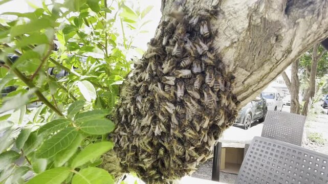 Tangier, Morocco &ndash; May 4, 2026: Close-up footage of a honeybee swarm resting on a tree, highlighting the intricate organization of a natural bee colony.