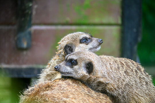 meerkat on guard duty
