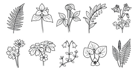 Fototapeta premium Vintage botanical line art collection, 10 hand drawn floral vector icons, black and white wildflower sketches for wedding invitations and branding