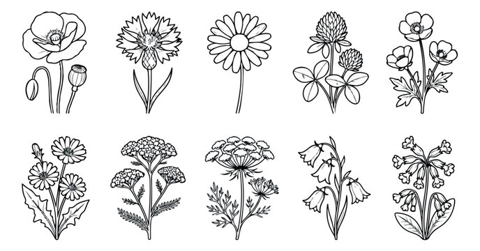 Wildflower line art collection, 10 botanical floral vector icons, minimalist black and white meadow flower sketches for wedding invitations and coloring