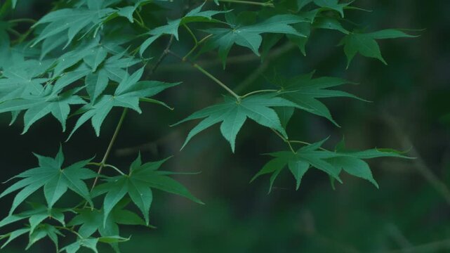 Green maple twig