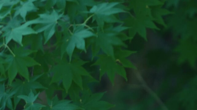 Green maple twig