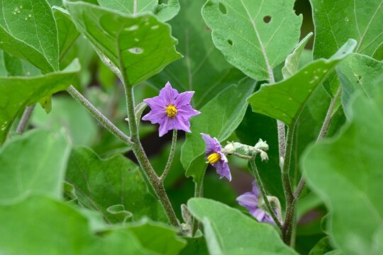 Eggplant cultivation. Eggplants are nutrient-rich, healthy vegetables with strong antioxidant properties, offering benefits such as anti-cancer effects and skin-beautifying qualities.