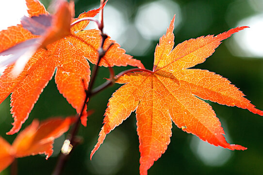 Transparent close up of Japanese Maple tree leaves 