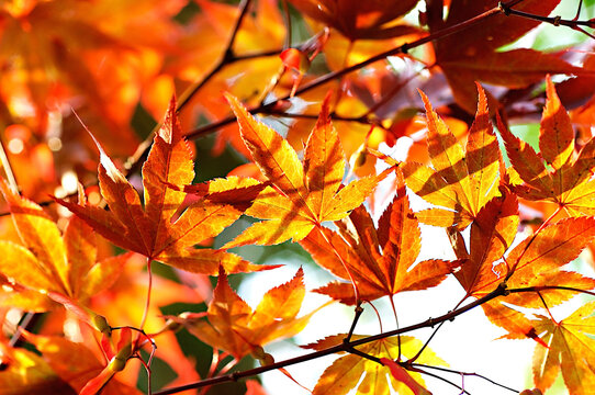 Japanese Maple Tree leaves glowing through the light