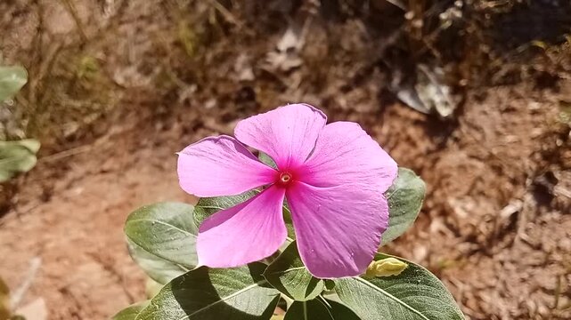 Close-up of a Beautiful Pink Periwinkle Flower (Catharanthus roseus) in the Garden