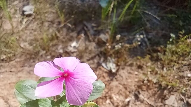 Close-up of a Beautiful Pink Periwinkle Flower (Catharanthus roseus) in the Garden