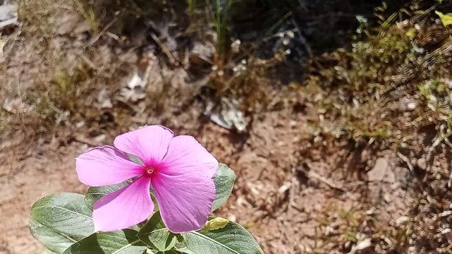 Close-up of a Beautiful Pink Periwinkle Flower (Catharanthus roseus) in the Garden