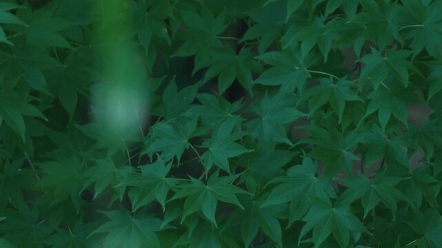 Green maple twig