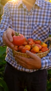 A farmer holds a tomato crop in his garden. Selective focus.