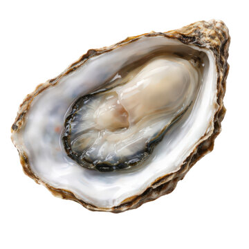Oyster Shucked in Half Shell Isolated on Transparent Background