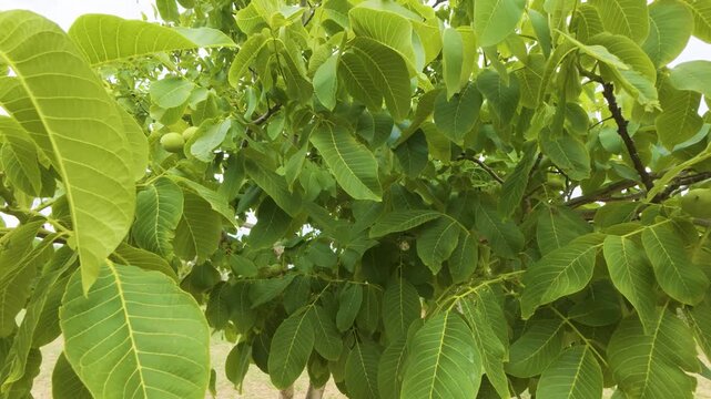 Lush Green Walnut Tree Branches and Foliage with Growing Raw Green Walnuts on the Branches in Summer, Organic Farming and Agriculture Concept