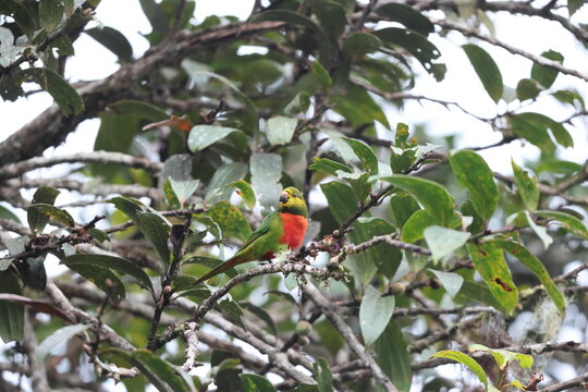 The orange-billed lorikeet (Neopsittacus pullicauda) is a species in the Old World parrot family Psittaculidae. This photo was taken in Papua New Guinea.