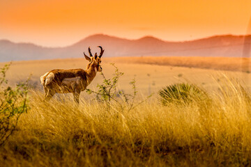 Pronghorn Antelope Navigates The Grasslands Of Arizona © PeteLori