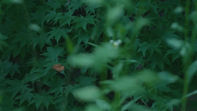 Green maple twig