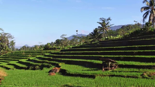 A scenic view of vibrant green rice terraces cascading down a hill, flanked by tropical coconut palms and other vegetation.