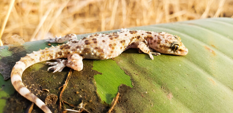 Detailed macro of a Moorish gecko on a green leaf, wildlife photography
lizard on a tree
