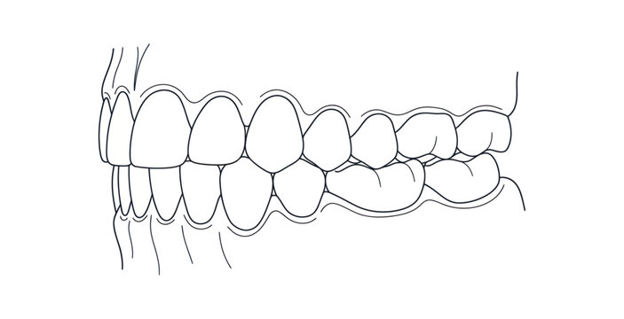 Human Teeth Side View Vector Illustration