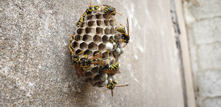 Detailed macro of active paper wasp nest with capped larvae cells on a textured concrete wall, Morocco
wasp on nest