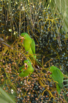 threesome parakeet