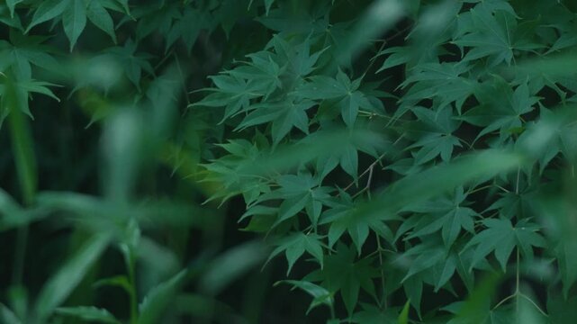 Green maple twig