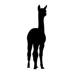 Fototapeta premium Silhouette of a Tall Giraffe Standing Alone.