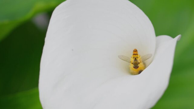 Insect gathering pollen from a large white lilly flower in summer. Hornet fly collecting nectar